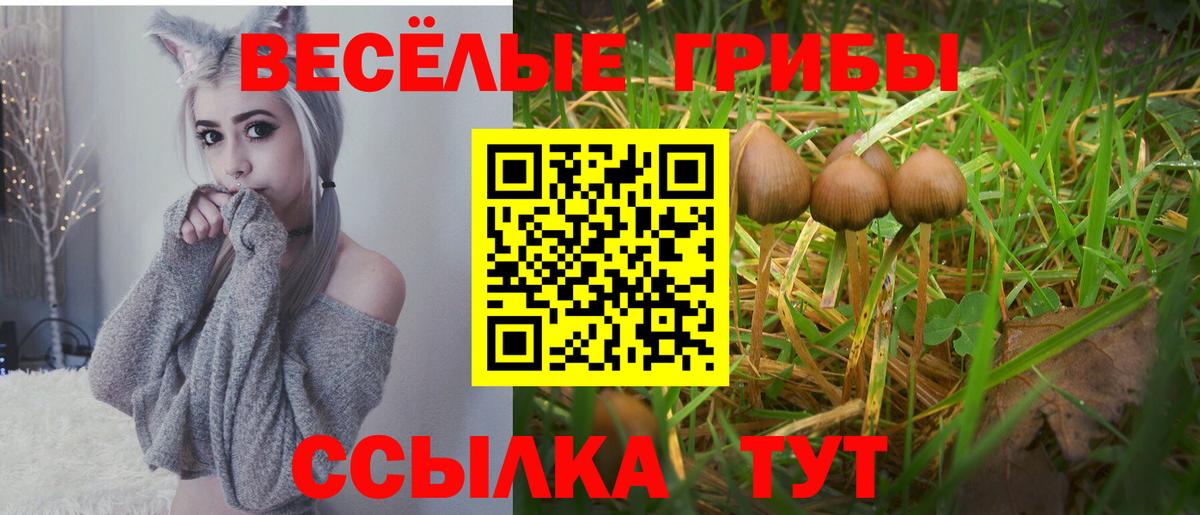 Осинники  Псилоцибиновые грибы Psilocybine cubensis  сколько стоит  Вход с VPN 